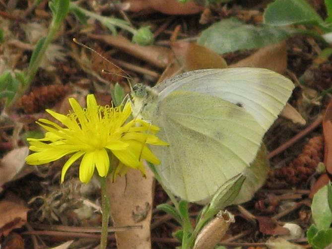 Pieris rapae